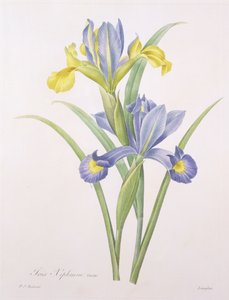 Iris xiphium, variëteit, gegraveerd door Langlois, uit 